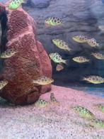 Nimbochromis Venustus / Malawi Cichlide, Dieren en Toebehoren, Vissen | Aquariumvissen, Vis