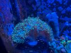 Euphyllia druif LPS koraal, Dieren en Toebehoren, Vis