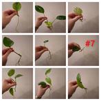 Stekjesbox #7, Ophalen of Verzenden, Overige soorten, Halfschaduw, Minder dan 100 cm