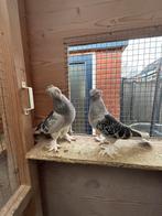 Takla, Dieren en Toebehoren, Meerdere dieren, Tuimelaar of Roller