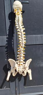 Anatomisch model van een ruggengraat/wervelkolom., ., Ophalen of Verzenden, Zo goed als nieuw, .