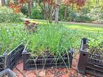 Biologische kruidenplanten, Tuin en Terras, Planten | Tuinplanten, Ophalen, Volle zon, Zomer, Groenteplanten