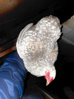 Broed eieren Wyandottes parelgrijs wit gepareld, Dieren en Toebehoren