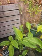Divers3 rode cannas, Tuin en Terras, Planten | Tuinplanten, Ophalen, Zomer, Volle zon