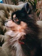 Pomeriaan kruising chihuahua dekreu, Rabiës (hondsdolheid), Reu, Eén hond, 3 tot 5 jaar