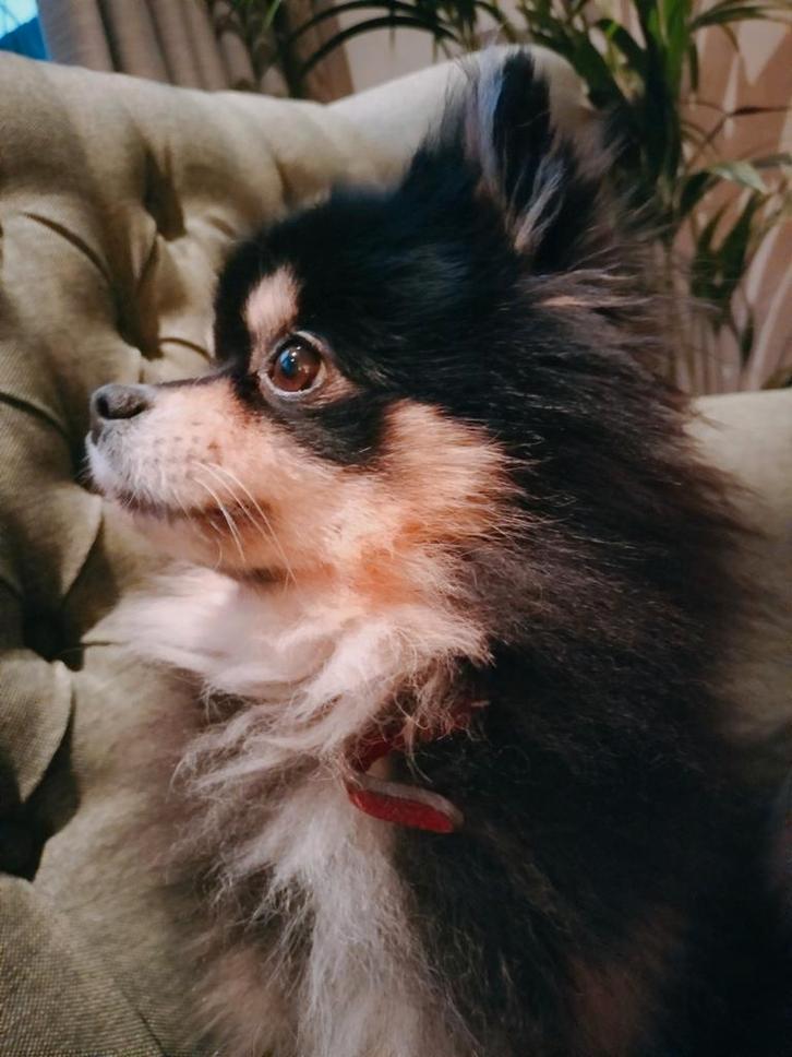 Pomeriaan kruising chihuahua dekreu, Dieren en Toebehoren, Honden | Dekreuen, Reu, Particulier, Eén hond, Nederland, 3 tot 5 jaar