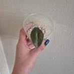 Alocasia pink dragon, Huis en Inrichting, Kamerplanten, Ophalen of Verzenden, Halfschaduw, Minder dan 100 cm