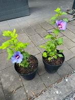 Vaste planten nodig ? Mooie bloemen diverse kleuren hibiscus, Ophalen of Verzenden, Zomer, Volle zon, Overige soorten