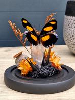 Opgezette Vlinder op Bergkristal in Glazen Stolp, Huis en Inrichting, Ophalen of Verzenden, Zo goed als nieuw