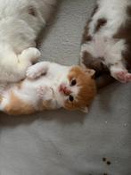Lieve britse korthaar kittens met stamboom, Kater, Met stamboom, 0 tot 2 jaar