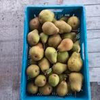 Winterrietperen (stoofperen), Ophalen