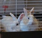 Konijnen. Omgeving Denhaag, Dieren en Toebehoren, Vrouwelijk, Middelgroot, 3 tot 5 jaar