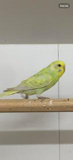 Parkiet, Dieren en Toebehoren, Vogels | Parkieten en Papegaaien, Vrouwelijk, Parkiet, Geringd