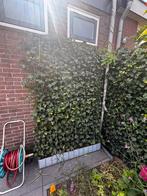 Kant en klare klimop haag 120cm breed, 180 hoog, Tuin en Terras, Planten | Tuinplanten, Ophalen, Vaste plant, Bloeit niet, Halfschaduw