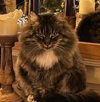 Kittens Maine Coon, Dieren en Toebehoren, Katten en Kittens | Overige Katten, Meerdere dieren