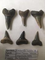 Haaientanden: Carcharodon hastalis uit Mill (set 1), Ophalen of Verzenden, Fossiel