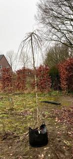 Corylus avellana 'pendula' (hazelnoot)te koop!, Bloeit niet, 100 tot 250 cm, Ophalen, In pot