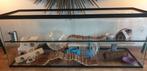 Hamsterkooi/terrarium met schuifdeuren en toebehoren, Dieren en Toebehoren, Knaagdieren en Konijnen | Hokken en Kooien, Ophalen