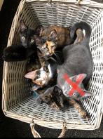 Kittens, Dieren en Toebehoren, Katten en Kittens | Overige Katten