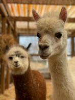 Alpaca's | Deskundig advies | verschillende leeftijden, Meerdere dieren, Overige soorten