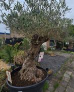 Unieke Kans: 100 Jaar Oude Olijfboom – Een Tijdloos Kunst, Tickets en Kaartjes, Eén persoon, Overige typen