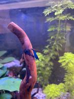 Blue Dream Garnalen | Blauwe Garnalen | High Grade, Kreeft, Krab of Garnaal, Zoetwatervis, Schoolvis