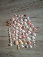 Mooie schelpen + een zeester, Dieren en Toebehoren, Vissen | Aquaria en Toebehoren, Ophalen of Verzenden, Zo goed als nieuw, Sierelement