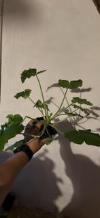 Nog een aantal courgette plantjes op=op 🌱, Tuin en Terras, Planten | Tuinplanten, Ophalen, Eenjarig, Groenteplanten, Volle zon