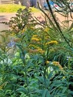 Vaste tuinplanten, Ophalen, Zomer, Overige soorten, Volle zon
