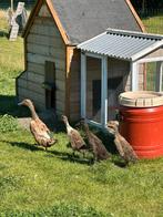 3 jonge loopeenden / flesseneend, Dieren en Toebehoren, Pluimvee, Meerdere dieren, Eend