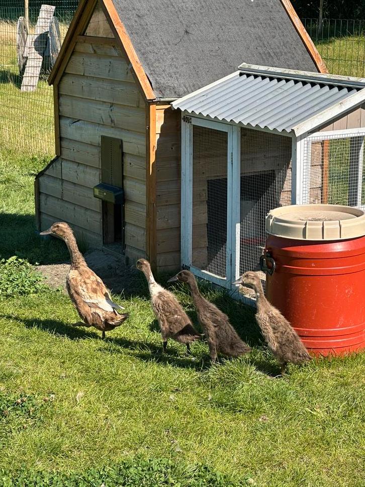 3 jonge loopeenden / flesseneend, Dieren en Toebehoren, Pluimvee, Eend, Meerdere dieren
