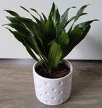 Mooie volle Dracaena, Drakenbloedboom in leuke witte sierpot, Ophalen, Overige soorten, In pot, Minder dan 100 cm