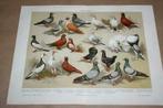 Antieke kleurenlitho - Diverse soorten duiven - Ca 1900 !!, Ophalen of Verzenden