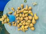 Conference peren biologisch, Diversen, Ophalen