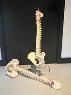 Anatomisch model van de wervelkolom, 1 met standaard, Ophalen, Zo goed als nieuw