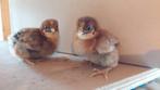 Wyandotte krielkuikens roodpatrijs meervoudig gezoomd hennen, Dieren en Toebehoren, Pluimvee, Vrouwelijk, Kip