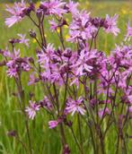 zaden van de echte koekoeksbloem, Silene flos-cuculi, Ophalen of Verzenden, Voorjaar, Volle zon, Zaad