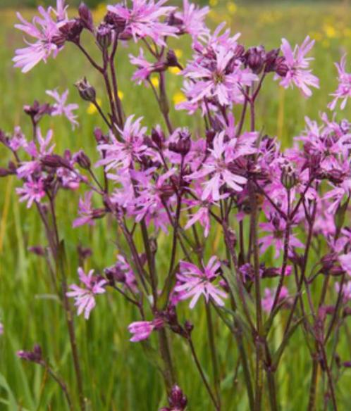 zaden van de echte koekoeksbloem, Silene flos-cuculi, Tuin en Terras, Bloembollen en Zaden, Zaad, Voorjaar, Volle zon, Ophalen of Verzenden