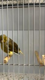 Gloster concort man intesief, Postuurkanarie