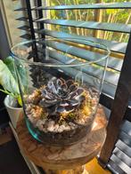 Echeveria vetplant in glas, Vetplant, Ophalen of Verzenden, In pot, Minder dan 100 cm