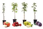 FRUITBOMEN kers pruimen appel peer tuinplanten te koop kopen, Tuin en Terras, Planten | Fruitbomen, Lente, Appelboom, Volle zon