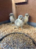 Cochin kuikens parelgrijs, Dieren en Toebehoren, Ophalen of Verzenden, Nieuw, Overige typen