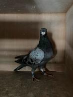 Zoon van 27e Nanteuil 10235d, Dieren en Toebehoren, Vogels | Duiven, Mannelijk, Postduif