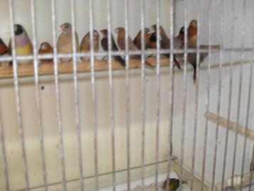 leuke vogeltjes beschikbaar voor biedingen