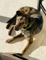 Lieve hond van 4 jaar, Dieren en Toebehoren, Honden | Niet-rashonden, Particulier, Reu, CDV (hondenziekte), Buitenland