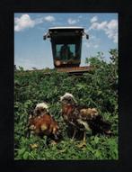 Oldambt Oost-Groningen Grauwe Kiekendief Roofvogels Jongen, Ophalen of Verzenden, 1980 tot heden, Ongelopen, Vogel