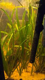 Valiseneria gigantea stekken, Dieren en Toebehoren, Vissen | Aquaria en Toebehoren, Ophalen, Zo goed als nieuw, Plant(en), Steen of Hout
