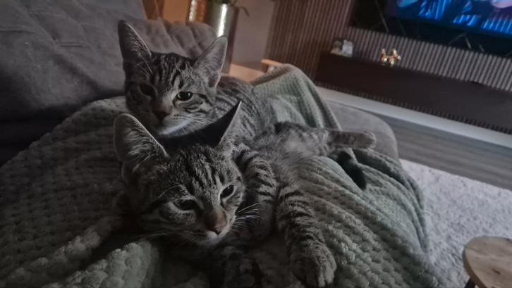 Lieve kittens, cyperse, Dieren en Toebehoren, Katten en Kittens | Raskatten | Korthaar, Meerdere dieren