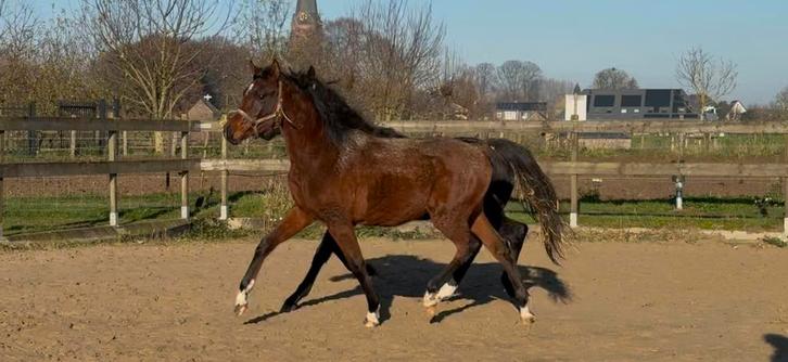 Super knappe jaarlingen merrie en hengst, Dieren en Toebehoren, Paarden, Meerdere dieren, Onbeleerd, 165 tot 170 cm, 0 tot 2 jaar