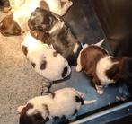 friese stabij pups, Dieren en Toebehoren, Honden | Retrievers, Spaniëls en Waterhonden, HCC (leverziekte), Overige rassen, 8 tot 15 weken